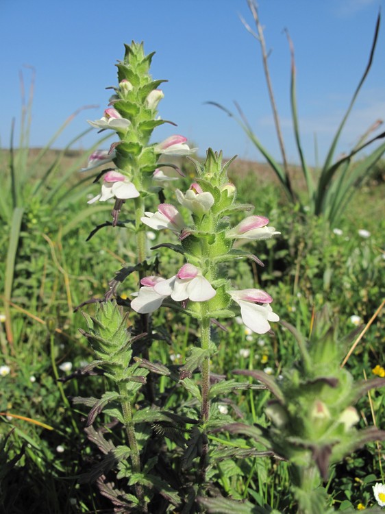 Bartsia trixago